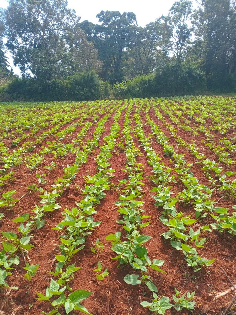 _Sinei1's tweet photo. Currently Uasin Gishu and it's environs are experiencing plenty of rainfalls make use of it.
Plant those momentary crops.
Beans,potatoes,cabbage etc.
#KilimoSpace https://t.co/6Xy0OKSVmE