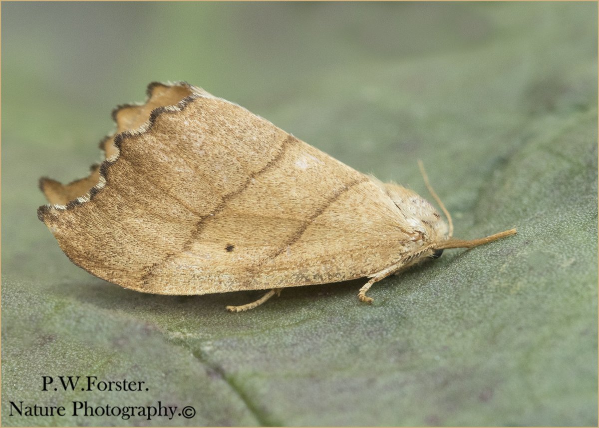 Scalloped Hook tip from Guisborough 
<a href="/teesbirds1/">teesbirds</a>
<a href="/clevelandbirds/">cleveland birds</a>
<a href="/DurhamBirdClub/">Durham Bird Club</a>
<a href="/TeesmouthNNR/">TeesmouthNNR</a>
<a href="/YWT_North/">Yorkshire Wildlife Trust - North Yorkshire</a>
<a href="/YorksWildlife/">Yorkshire Wildlife Trust - follow us on Bluesky 🦋</a>
<a href="/NTBirdClub/">Northumberland & Tyneside Bird Club</a>
<a href="/wildlifemag01/">WildLife Magazine</a>
<a href="/YorkBirding/">York Birding</a>
<a href="/RoyEntSoc/">Royal Entomological Society</a>
<a href="/YNU/">B</a>
<a href="/yorkshiremoth/">rita evans</a>