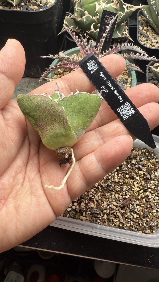 ao_oni_san's tweet image. むぎっこ@mugineko0830 さんから頂いてた2株、急変してヤバかったけど、どうにか持ち直しました😅💦💦
#オテロイ実生pup #SPF