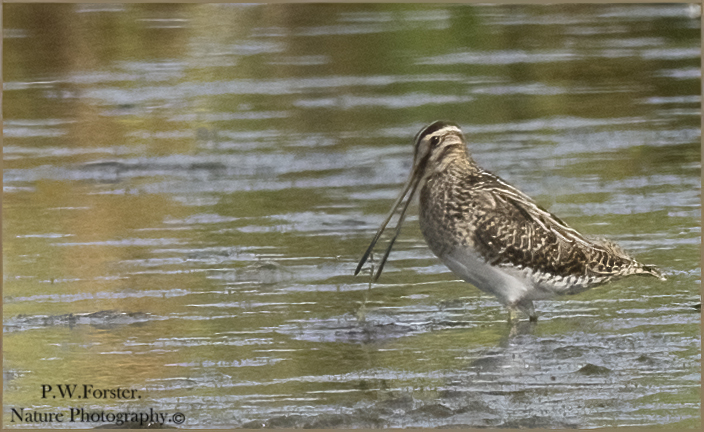 Snipe from Margrove ponds recent 
<a href="/teesbirds1/">teesbirds</a>
<a href="/clevelandbirds/">cleveland birds</a>
<a href="/DurhamBirdClub/">Durham Bird Club</a>
<a href="/YWT_North/">Yorkshire Wildlife Trust - North Yorkshire</a>
<a href="/YorksWildlife/">Yorkshire Wildlife Trust - follow us on Bluesky 🦋</a>
<a href="/NTBirdClub/">Northumberland & Tyneside Bird Club</a>
<a href="/wildlifemag01/">WildLife Magazine</a>
<a href="/YorkBirding/">York Birding</a>
<a href="/waderquest/">Wader Quest</a>
#Nikon #forever
<a href="/Waderworld1/">Wader-World 🌍</a>
@birds
<a href="/TheSeabirdGroup/">The Seabird Group</a>
<a href="/BirdWatchingMag/">Bird Watching</a>