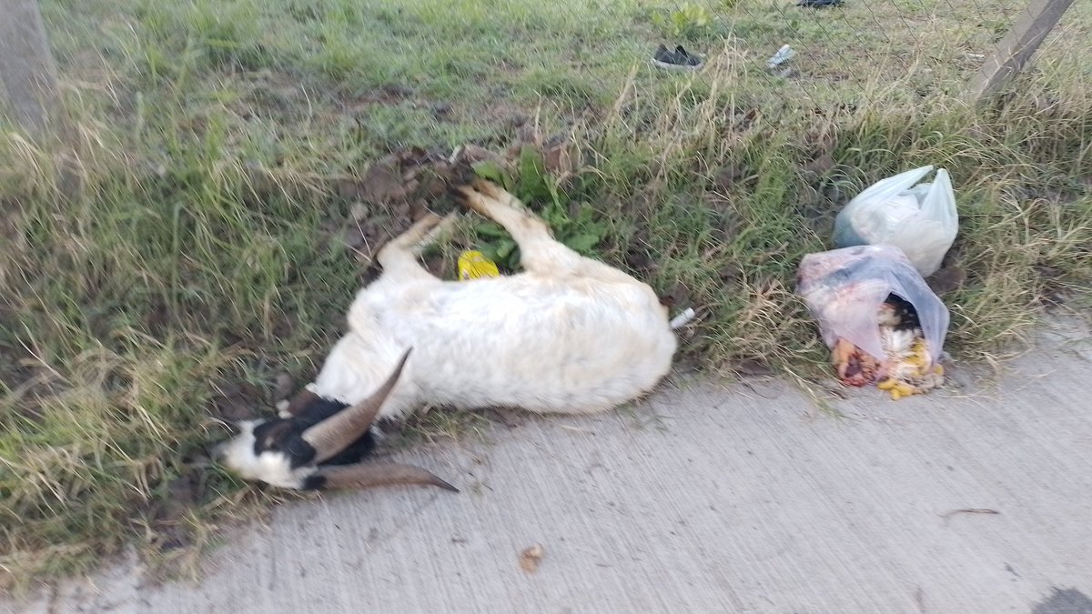KARIGONZAL's tweet photo. @Municipalidad3F urgente, sacar de la vereda   un animal muerto .Es una cabra. Cada vez más uno se encuentra con distintos animales sacrificados. Paso un patrullero, ni observo nada. Besares al 4500,entre falucho y Alsina.Ciudadela. Es un peligro sanitario. https://t.co/u9F0ISyz6r