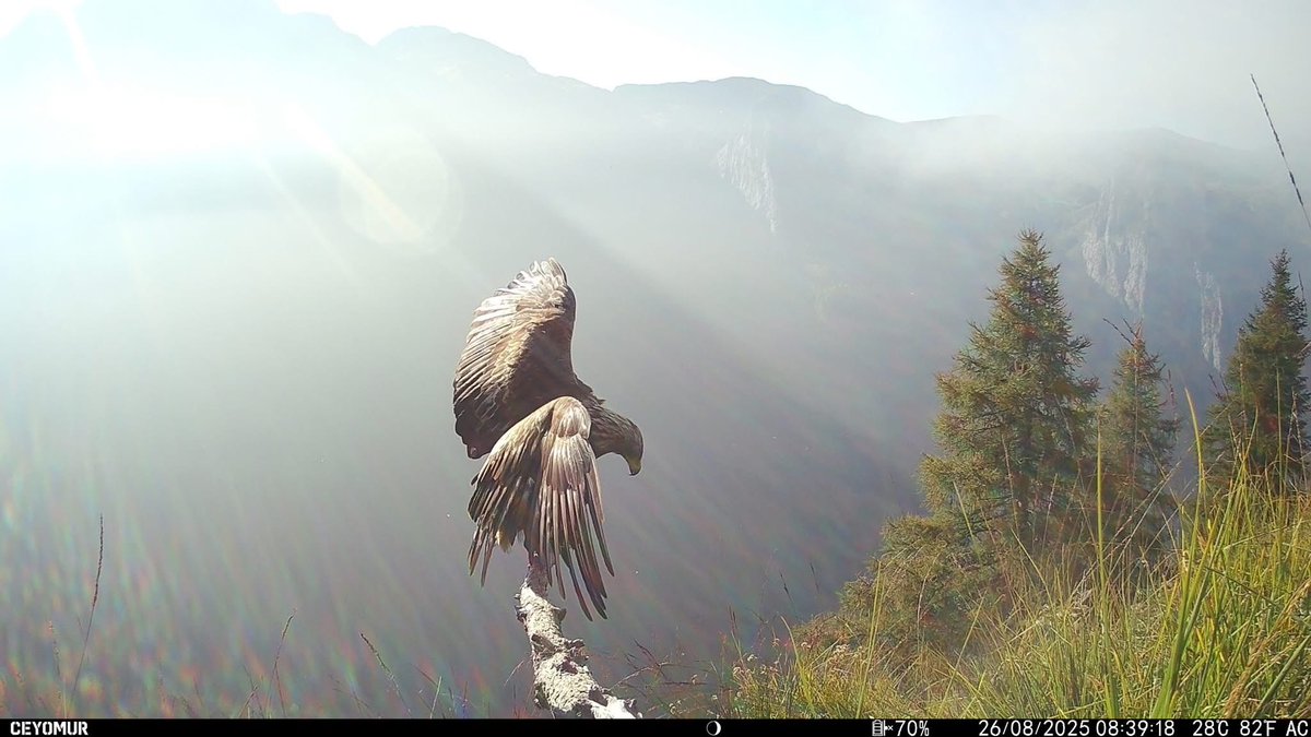 Trail_Cams's tweet image. 