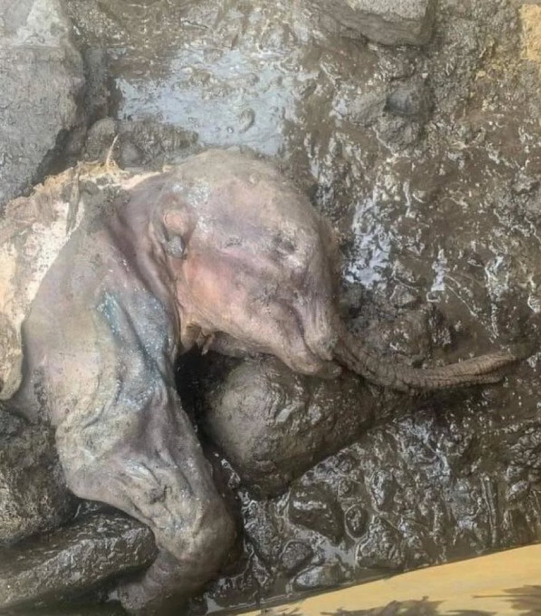 Remarkably Preserved 30,000-Year-Old Baby Mammoth Discovered in Permafrost.