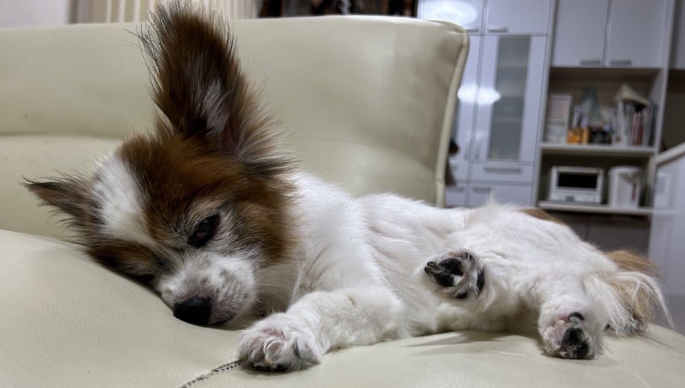 🐶💤
34度☀️暑かった😵💦夏か
🌙今日も一日お疲れ様でした⭐️
🛌💤おやすみなさいぬん🐾
