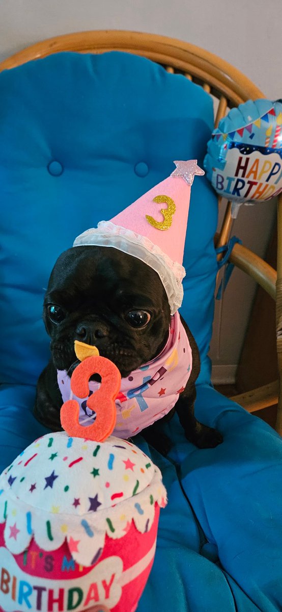 Chichidog6's tweet photo. We are not really back but Bok Choy wanted everyone to know , it’s her birthday.  This sweet, crazy, adorable little black pug turned 3 yrs.  We are ok, hope everyone is well.  X remains too politically charged for me. https://t.co/ahKvTlKDH8