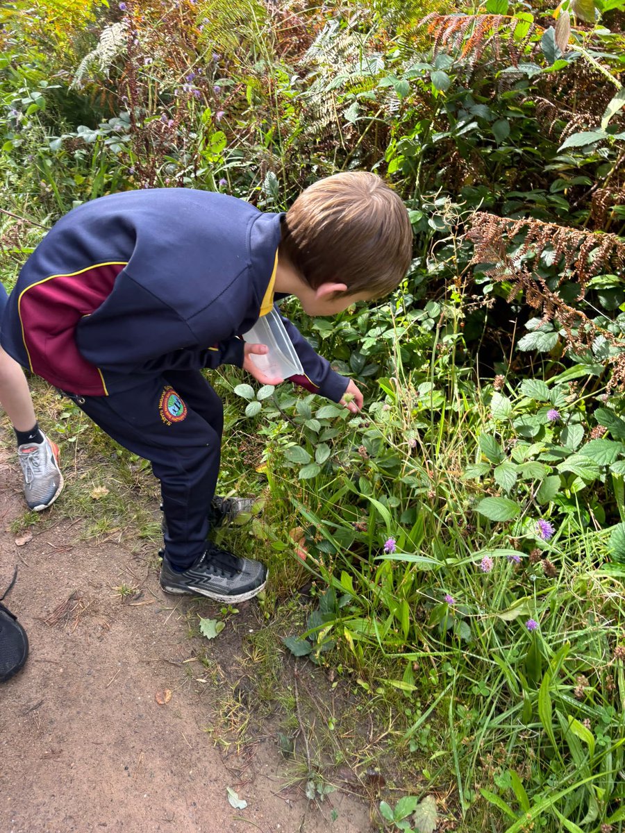 BlackBerry picking in the woods i rang a ceathair 🌿🌱🌳