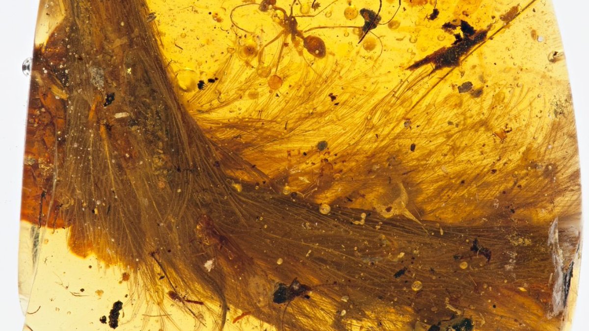 Today I learned scientists discovered a dinosaur tail perfectly preserved in amber. It is full of feathers.