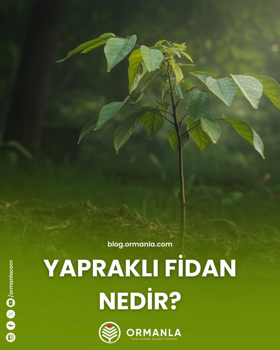 🤔 Yapraklı Fidan Nedir?
🌲Yapraklı fidanlar, yılın belirli dönemlerinde yaprak döken ağaç türleridir. Meşe, kayın, akçaağaç, kavak ve dişbudak gibi türlerden oluşan yapraklı ağaçlar, hem doğaya hem de insana sayısız fayda sağlar.
🔗 Yazının devamı için: blog.ormanla.com/yaprakli-fidan…