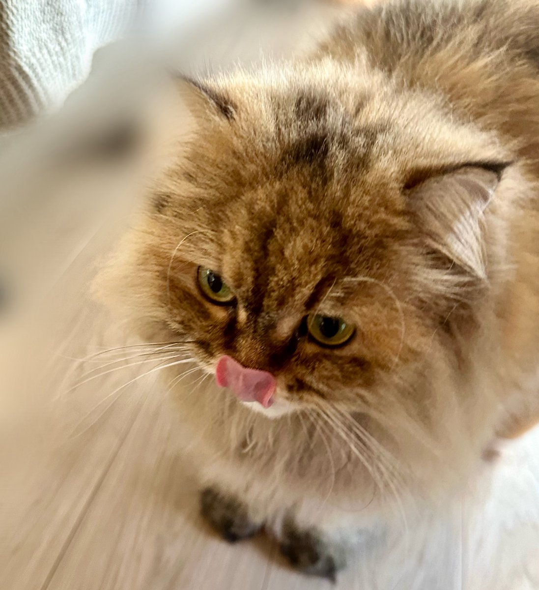 unilog___'s tweet photo. 3歳の猫 https://t.co/l5upfHd4um