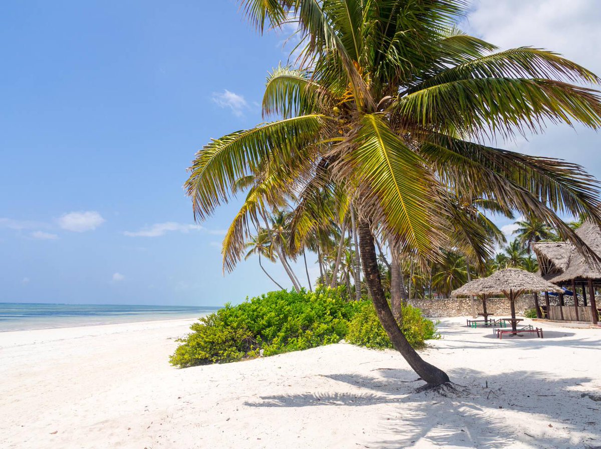 Safari_Jrn_tz7's tweet image. Golden sands, turquoise waters, and palm trees swaying in the ocean breeze – welcome to the coast of Zanzibar. 🌊☀️
After the thrill of safari adventures, nothing feels better than unwinding by the beach in this tropical haven. 
📍 Zanzibar, Tanzania
#ZanzibarVibes #BeachParadise