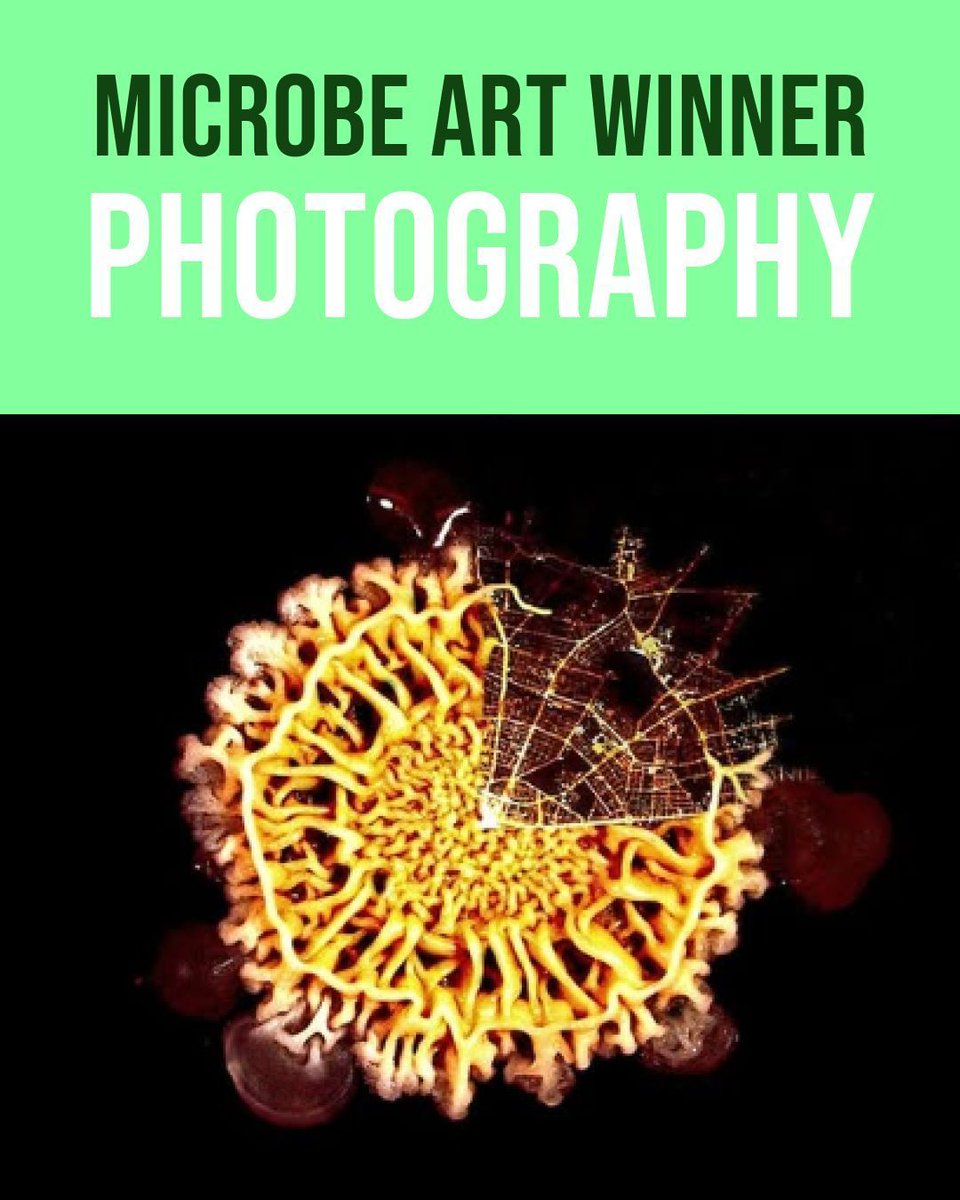IntMicroDay's tweet image. Congratulations to Matthias Frank at TU Dresden and Chris Hadfield , the winner of the #MicrobeArt2025 competition for Best Photography 📸 

Your incredible composite image of a Bacillus subtilis biofilm and Berlin at night perfectly bridges art and science. 

Well Done!