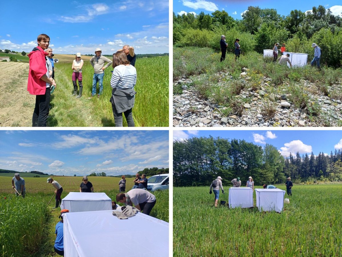 🌱Between May 12–23, <a href="/AdoptIPM/">ADOPT-IPM</a> released the insect Ophraella communa at 26 sites in Southern France to fight invasive ragweed. Small-scale trials test its potential as a biological control agent, with ongoing monitoring to assess the effectiveness. #IPMtools