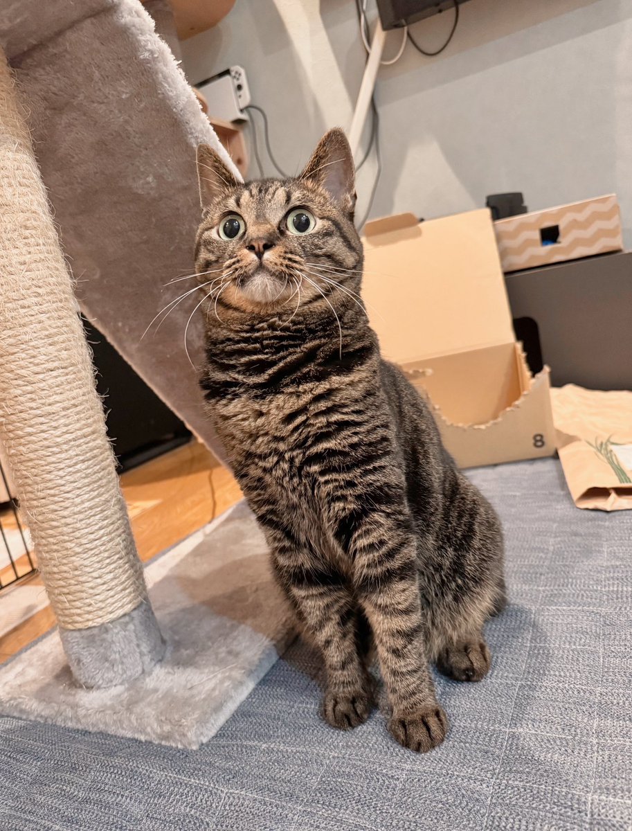 #アテチ

耳だけ三角なの