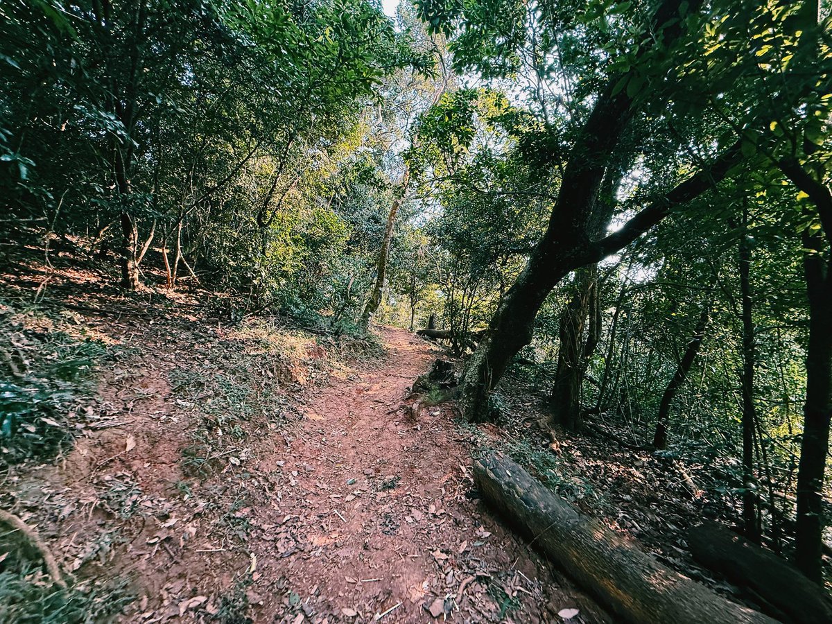 Mez Kennedy tweet media