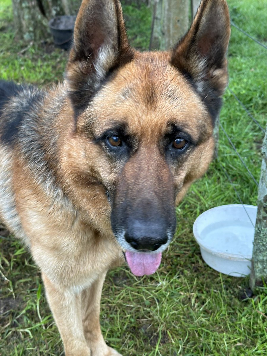 ElizeVanLier's tweet photo. 🐾🐾🐾🐕 “Estoy perdido y busco a mi familia” 🐕🐾🐾🐾

Si conocen este buen mozo mándenme un mensaje
#perroperdido #sebuscadueño https://t.co/K7MvWHa0VR