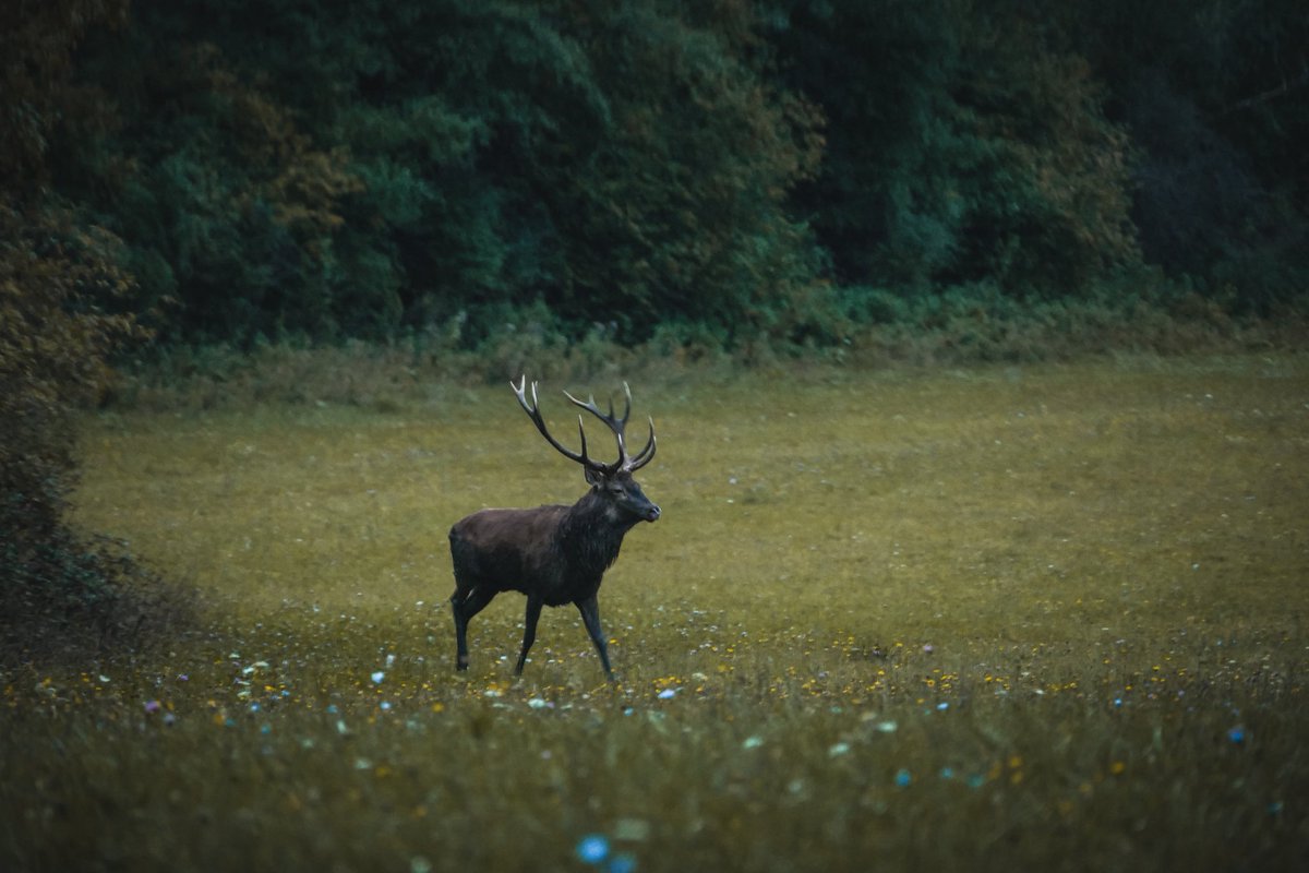 L’observateur et l’observé.
En ce moment, le brame du cerf résonne avec intensité. Cette période demeure une expérience unique, empreinte d’humilité, face à une nature sauvage qui nous rappelle notre potentielle vulnérabilité.