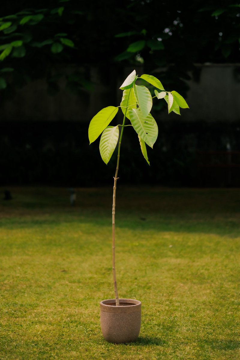 UKinIndia's tweet photo. His Majesty The King has been graciously pleased to send a Kadamb tree to India’s Prime Minister Narendra Modi on his birthday.
 
The gesture, inspired by PM Modi’s ‘Ek Ped Maa Ke Naam’ initiative, reflects their shared commitment to environmental conservation. https://t.co/3KI01QB3Ys
