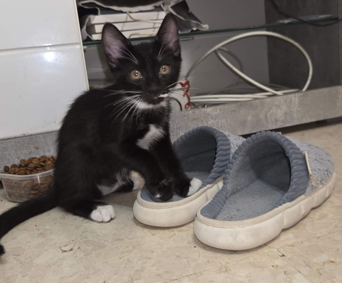 La chica se los encontró casi recién nacidos, su hermano ha sido adoptado y el pobre se ha quedado solito 😢 💔 😭
No lo puede tener, tiene solo dos mesecitos 😢 🙏
Pueblo de Cádiz
691176572