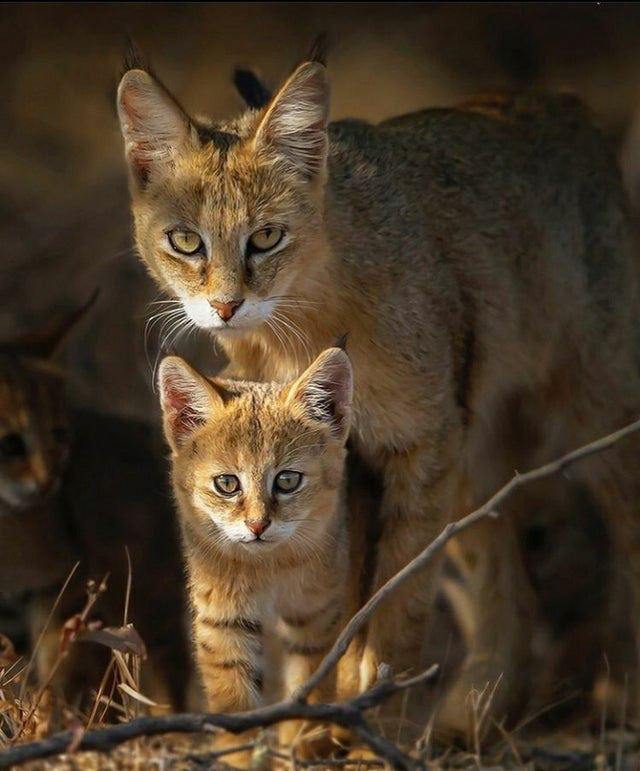 KBrobots's tweet image. Cute cat 😀