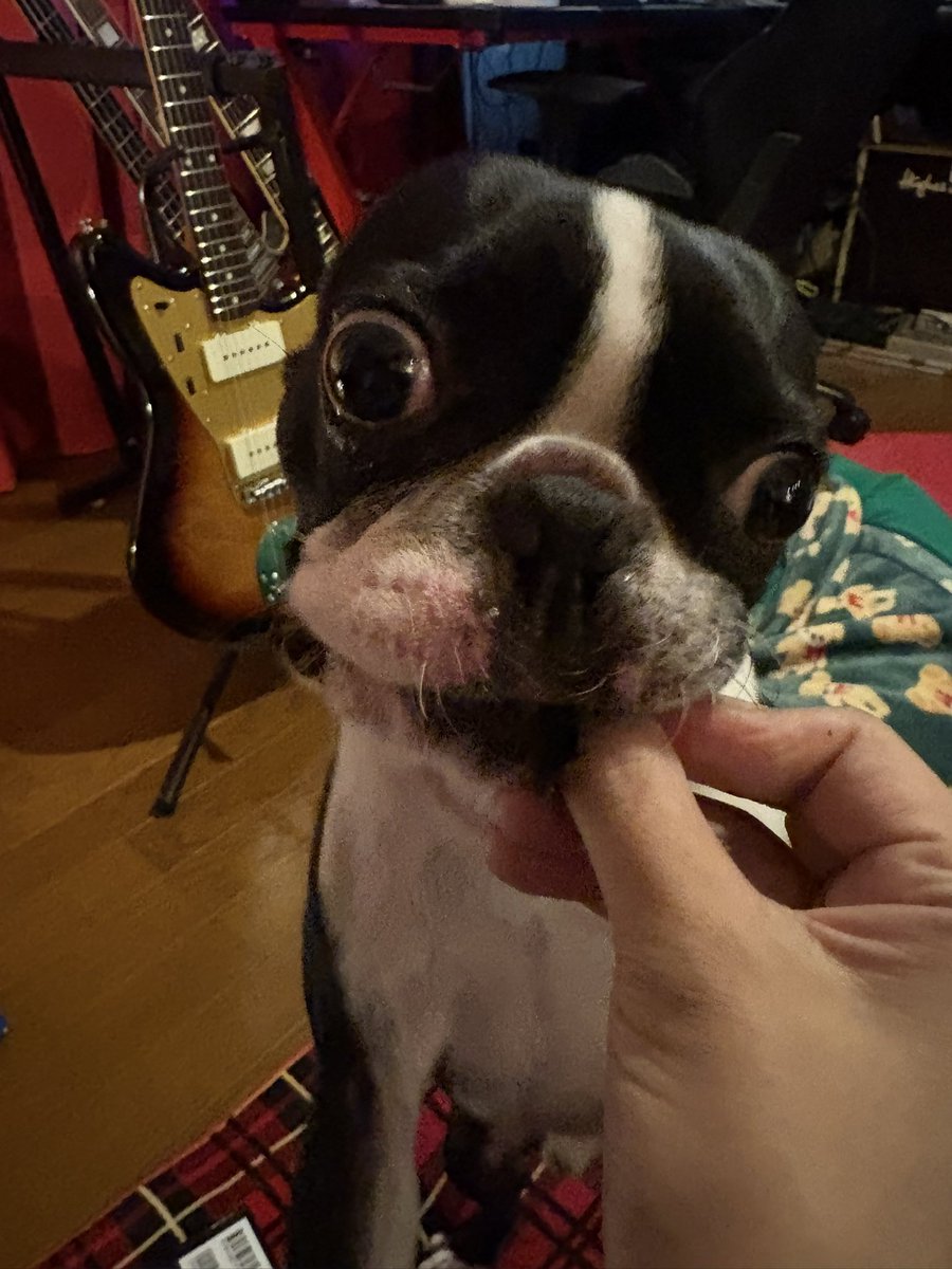 ベロン👅(๑ᵒ̴̶̷ ༥ ᵒ̴̶̷๑)ﾊﾟｸｯ︎

私帰宅
夕飯を待つまでの間仮眠する前の繋ぎのおにぎりの海苔
寝るために食う🍙

今日は大葉と大根おろしのハンバーグだって
あとで草🌱と根菜あるよ🐶💡
 #bostonterrier  #いぬのいるくらし 
 #色々食べる  #犬のいる生活