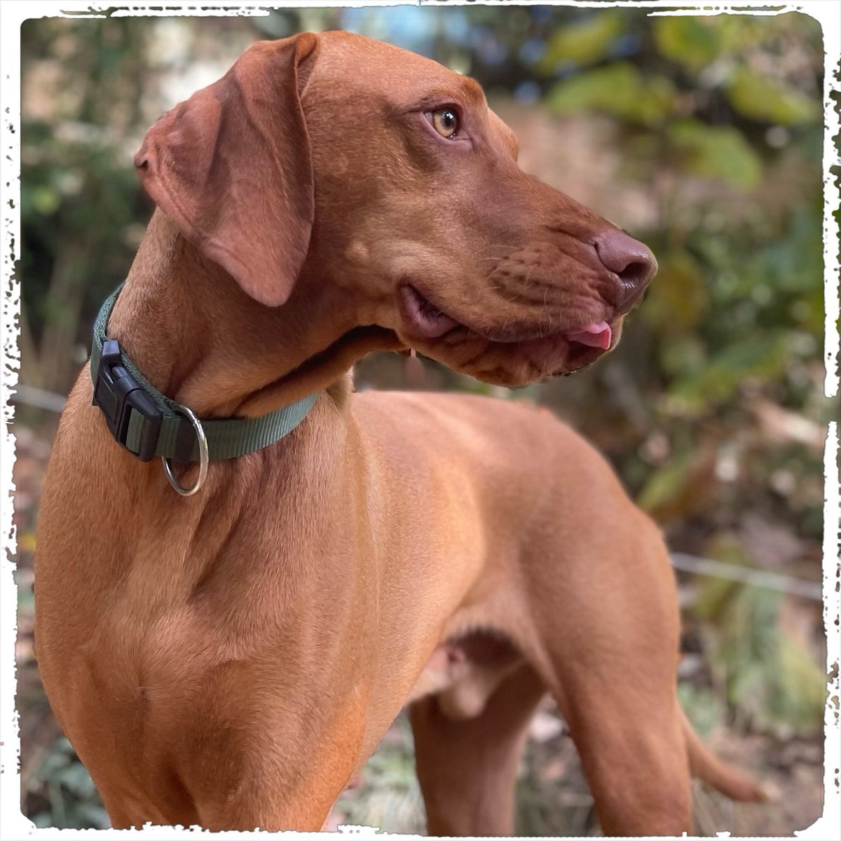 Hundeland's tweet photo. Feierabend - bis morgen - kann ich ein ❤️ bekommen? 😁🐶😁…. 

#doglover #ilovemydog #instadog  #dogislove #trustrespectlove #huta #hundeland #hundeblog #lieblingshund #lebenmithund #fellnase  #besterhund  #dogsneeddogs #hundemensch #gassigehen #seelenhund #herzenshund https://t.co/J0MJfMMTk6