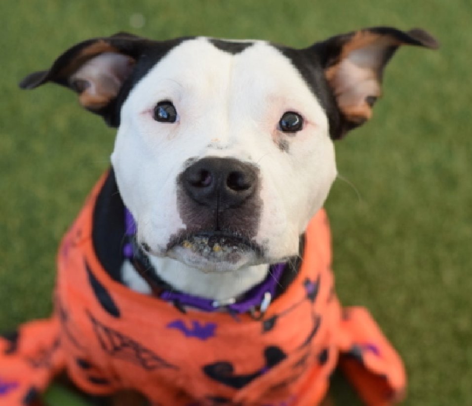 Look at Lulu😍
Would you please just go #Adopt him so I can move on to other dogs?