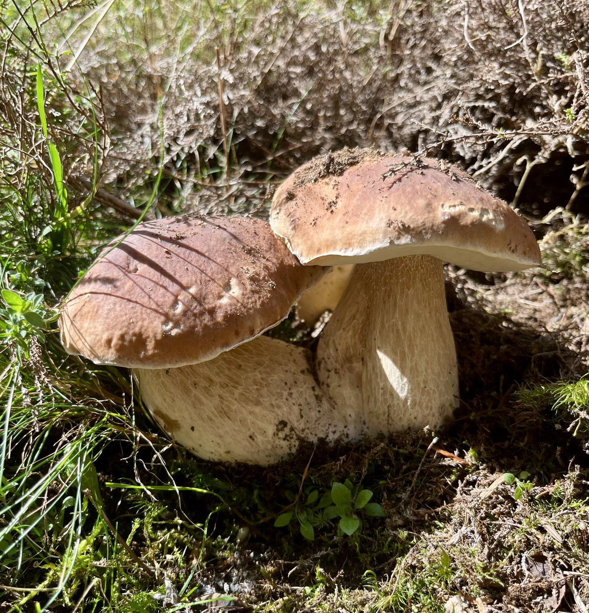 📸🍁🍄‍🟫 

#cepes #champignons #lozere #occitanie