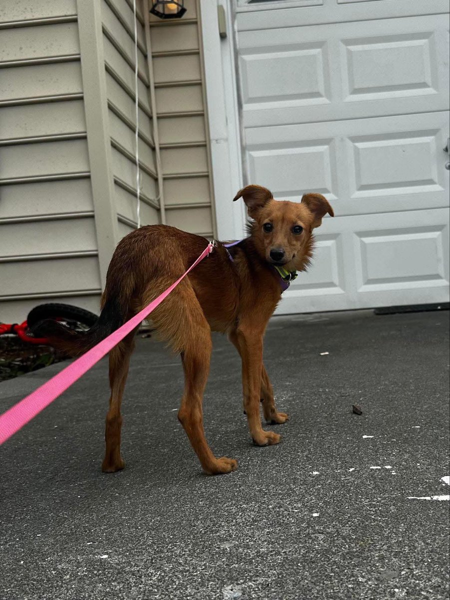 Wednesday, September 17, 2025

Please🙏 share for:

Fierce Love Rescue
760 Warrior Drive         
Stephens City, VA 22655

Meet Vida🐾🐾, is a petite, sweet girl who’s really come out of her shell since being rescued where she was labeled as "feral." 

She’s affectionate, gentle,