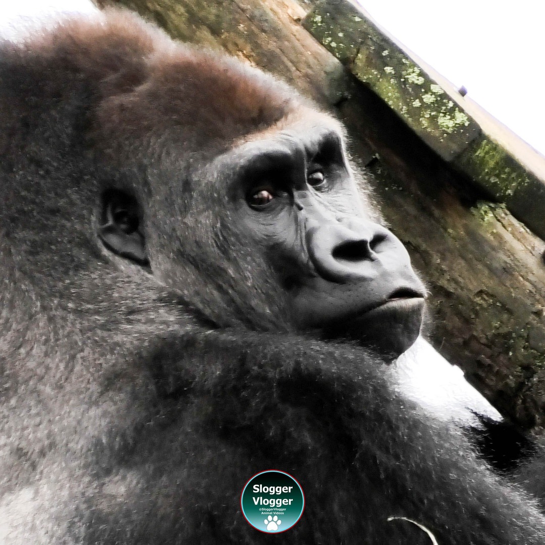 Silverback Kumi from ZooParc de Beauval