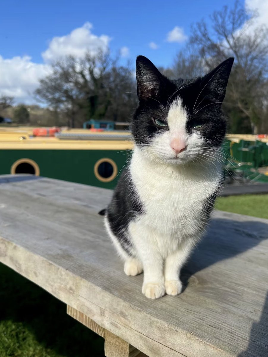 September is Happy Cat Month!  🐈

So we're paying tribute to our much loved furry friend Jam who you may have spotted out and about on the wharf 🐱 #happycatmonth