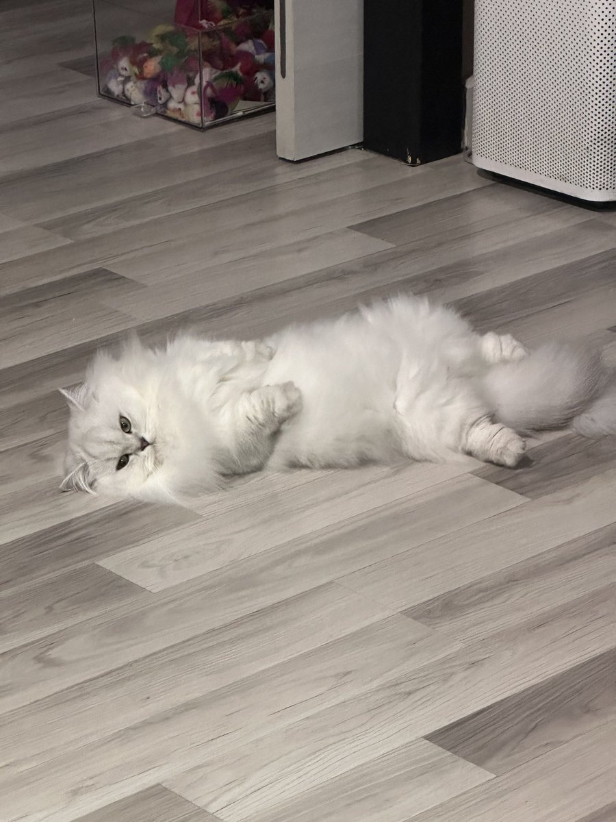 ชีสบายใจเกินง่ะ ด้านหลังคือสมบัติโกะงับ525252626