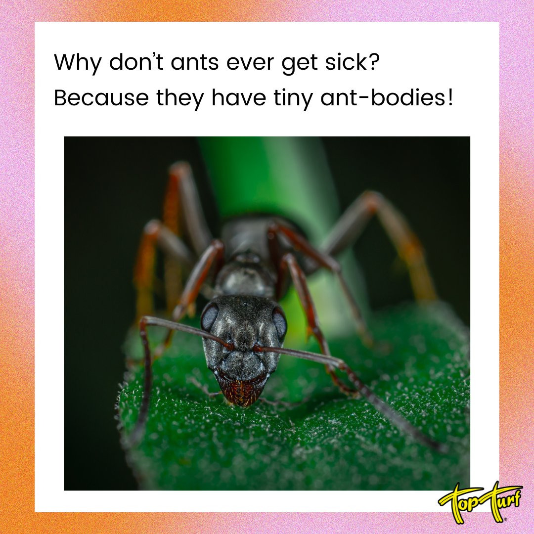 TopTurf's tweet image. Keeping pests out of your home is no joke… but we love a good laugh along the way. 😄🌱
#TopTurf #PestControl #LawnCareHumor #HealthyLawn #PestControlHumor #PestPrevention