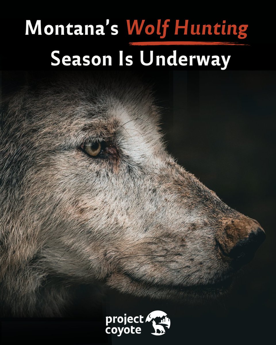 ProjectCoyote's tweet image. #Montana’s wolf hunting season is here, and this year could be one of the deadliest yet with up to 558 wolves killed.

All this despite wolves causing &amp;lt;1% of farmed animal losses &amp;amp; posing almost no risk to humans.

It’s time to stop these unnecessary hunts. #ProtectAmericasWolves