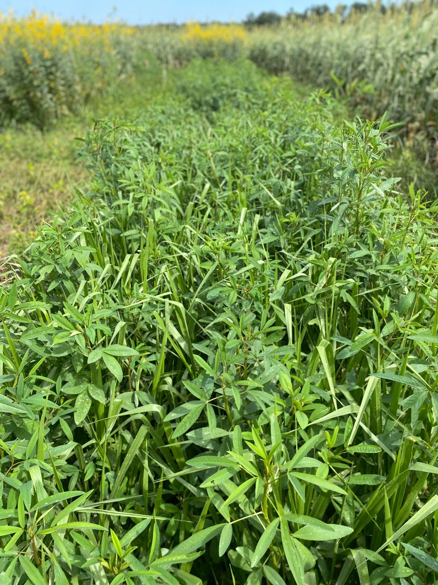 dubeux's tweet photo. Trial at Alliance Dairy assessing a new brachiaria hybrid (Synergy) and new Panicum (Mun River) mixed or not with different sunn hemp varieties/species! Thanks to everyone involved in this effort! https://t.co/YJOGLlWaO9