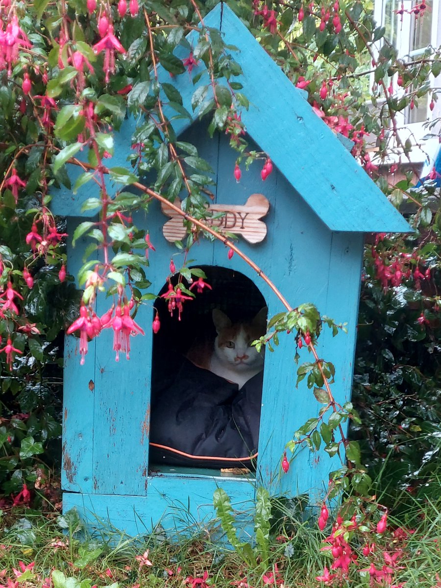 <a href="/ItsAndyRyan/">Andy Ryan</a> That is a great cat house with a window and all, excellent. This is our cat house which was built for a dog called Teddy, who didn't like it. But this is our cat, Milo.