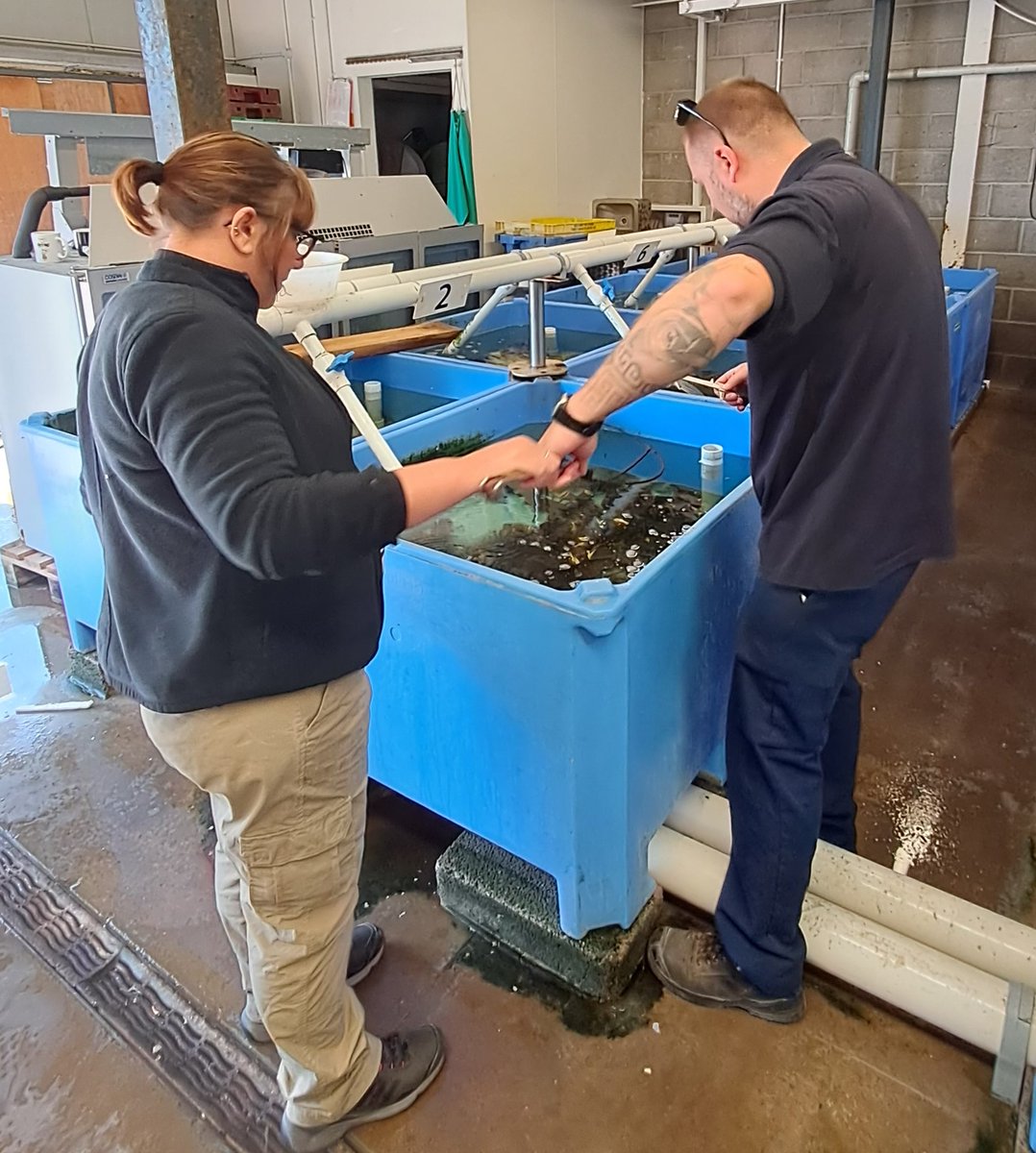 Staff from Tristan da Cunha fisheries dept recently shadowed <a href="/The_MMO/">Marine Management Organisation</a> and <a href="/SouthernIFCA/">Southern IFCA</a>. The primary fishery on Tristan da Cunha is lobster &amp; the opportunity to shadow the teams was ideal due to the number of shellfish fisheries based on the south coast.