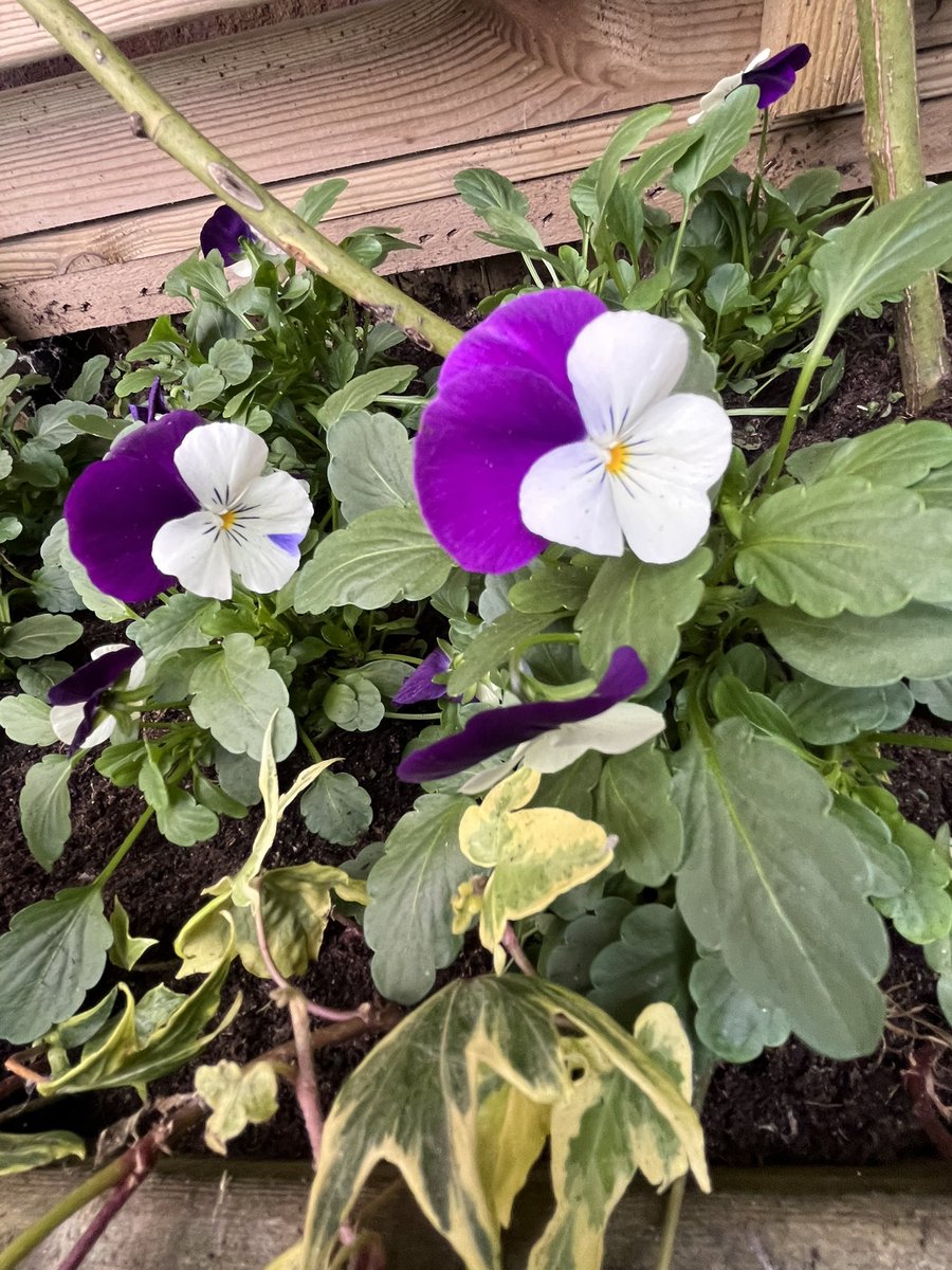 Added violas to this trough for some autumn/winter colour. There are already bulbs below that I planted last year. #gardening #gardeninglife