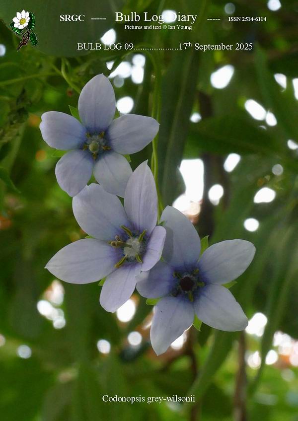 ScottishRockGC's tweet image. The latest #BulbLog sees the rise of the autumn flowering bulbs  alongside other late flowering plants. Click the link to read and see  all 
 srgc.net/documents/bulb…