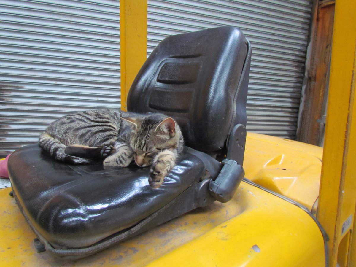 Our labour situation collapsed again.  Of 4 workers, none showed today for variety of reasons, two being "it's raining" so that just left this OAP and two bad backs who worked out in it all day, 18.5 mm of the stuff.  Cats living the best life, not much pest control going on here