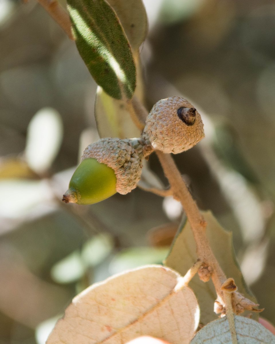 🍂 Las primeras bellotas se dejan ver, adornando nuestras encinas y alcornoques. Estos frutos tempranos, conocidos como brevas o primerizas, dan la bienvenida a la montanera.

El otoño llegó y con él, la magia de la dehesa comienza a abrir sus puertas.
