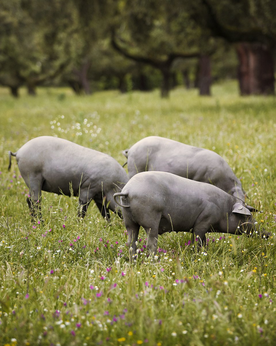 El cerdo ibérico tiene una genética única que le permite infiltrar grasa en su musculatura, otorgándole ese sabor y textura inconfundibles a los tesoros gastronómicos que elaboramos respetando las tradiciones de nuestra tierra 🐖
