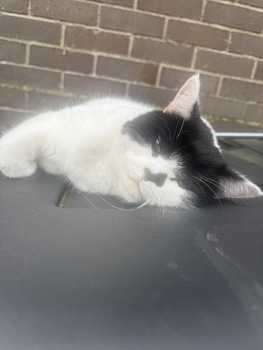 stationmoggy's tweet image. Rain ☔️ what ☔️ rain??? Cracking the flags in the Firth 😹- soaking up the sun 🌞 whilst keep one eye open , I’ve ‘BIN’ ‘mostly PAWtrolling  here today after my very wet night shift PAWtrols 🐾 feeling like Top Cat 😹
#Dibble 
#PoliceCat
#Workingcats
#Asyouwere