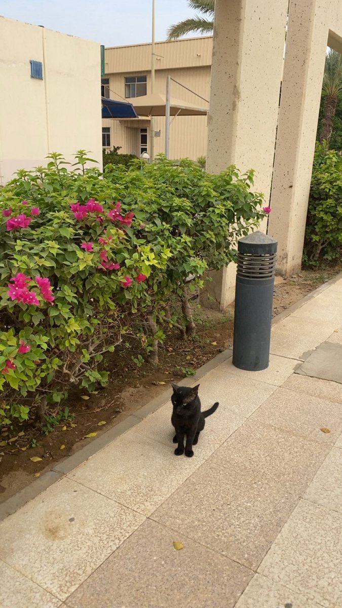 Pr.Rawan (@prrawann) on Twitter photo 