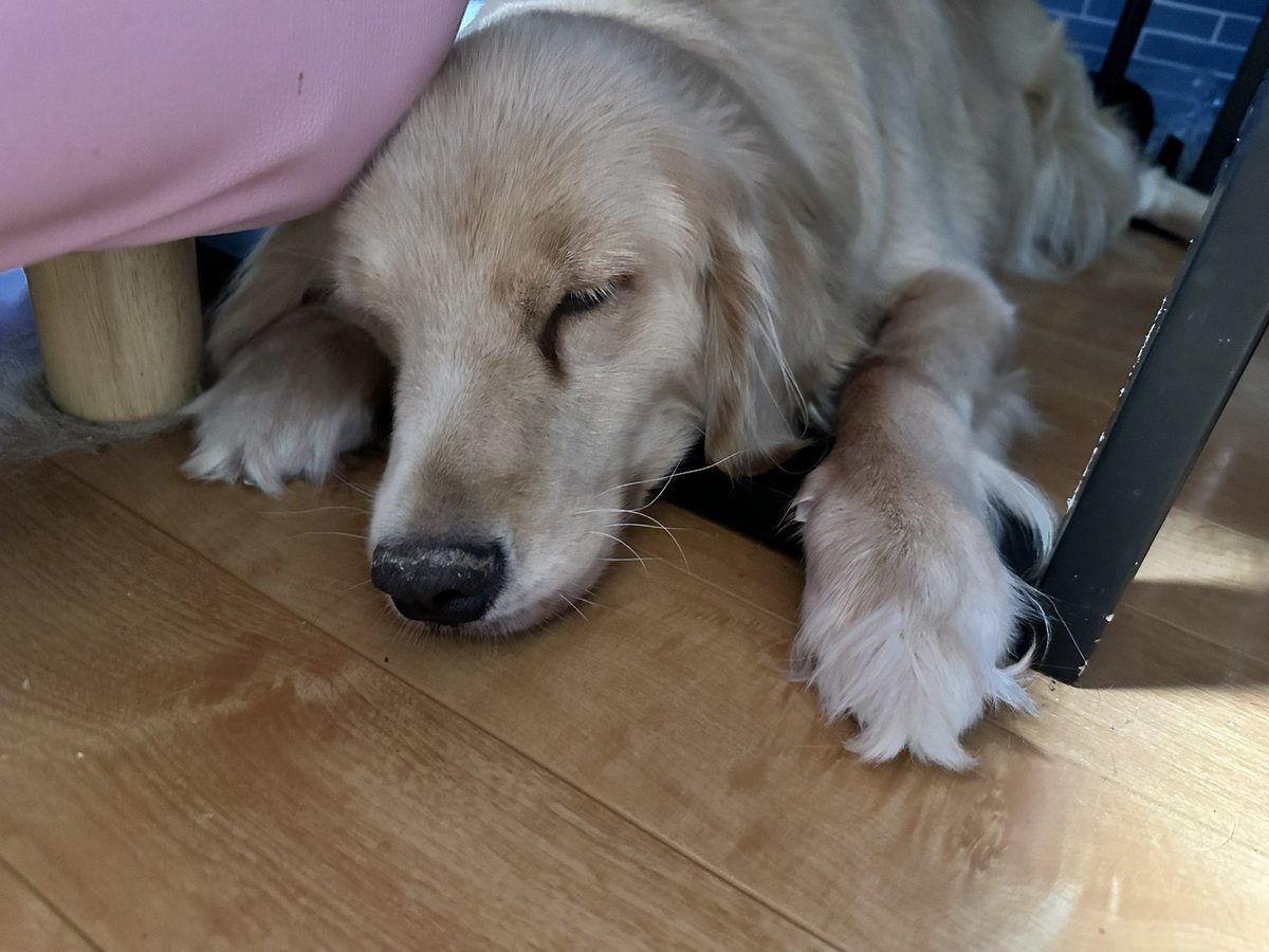 esc_shiht's tweet photo. これは焼き鳥が貰えなくて拗ねる犬 https://t.co/ONVVRXscPd