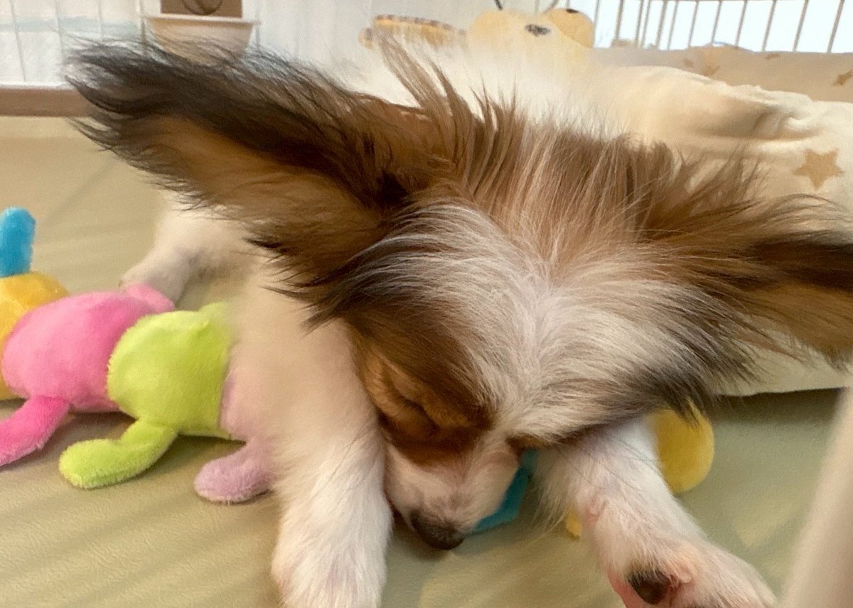 Papillon_JRT's tweet photo. すももが元気よすぎて右手が噛み跡だらけになってます🤣
元気といってもまだ赤ちゃんなので30分遊んであげると3時間くらいすぴすぴ寝てくれます。 https://t.co/ZdMY0DRIFj