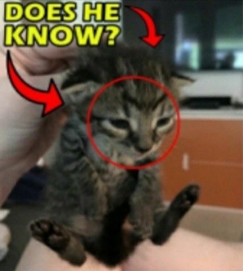 Punch Cat (@punchingcat) on Twitter photo 