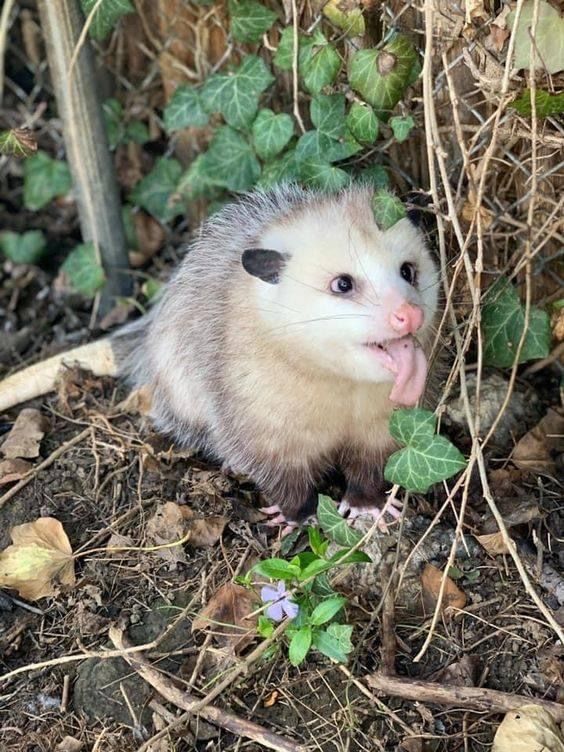 #possums #Possum_Daily