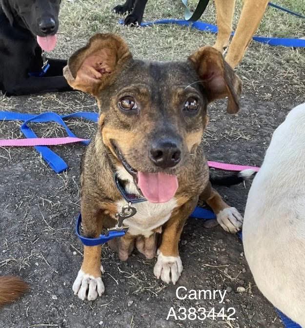 CAMRY #A383442 5yo
Is this baby ADORABLE or what!
Little Chihuahua-mix,positively precious munchkin,she will wiggle right into your heart if u save her wee life💔 
Playful,gets along with everyone,gentle,extremely loving 
PLZ #ADOPT #FOSTER OR #PLEDGE FOR RESCUE⛑️ #CORPUSCHRISTI