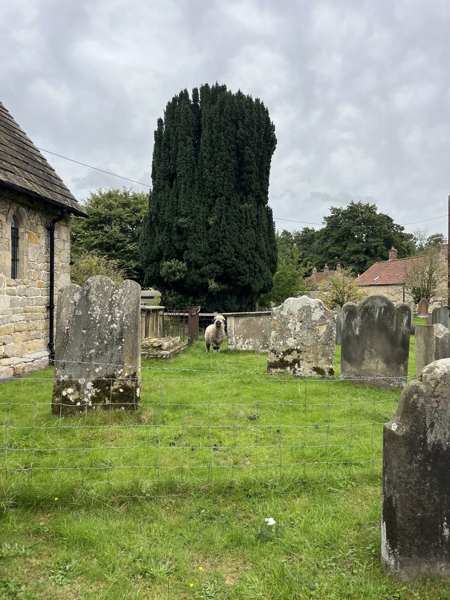 sheep in the churchyard sure why not