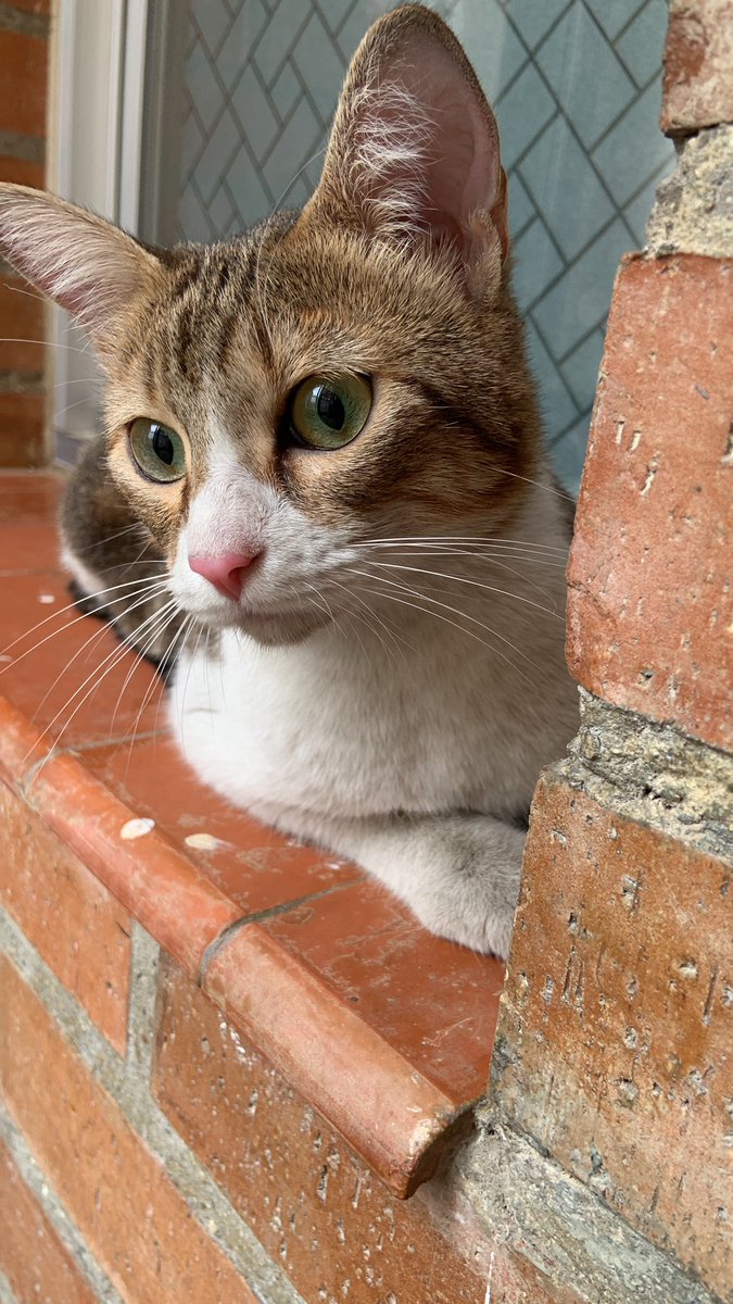 Sergio Rabinal tweet media